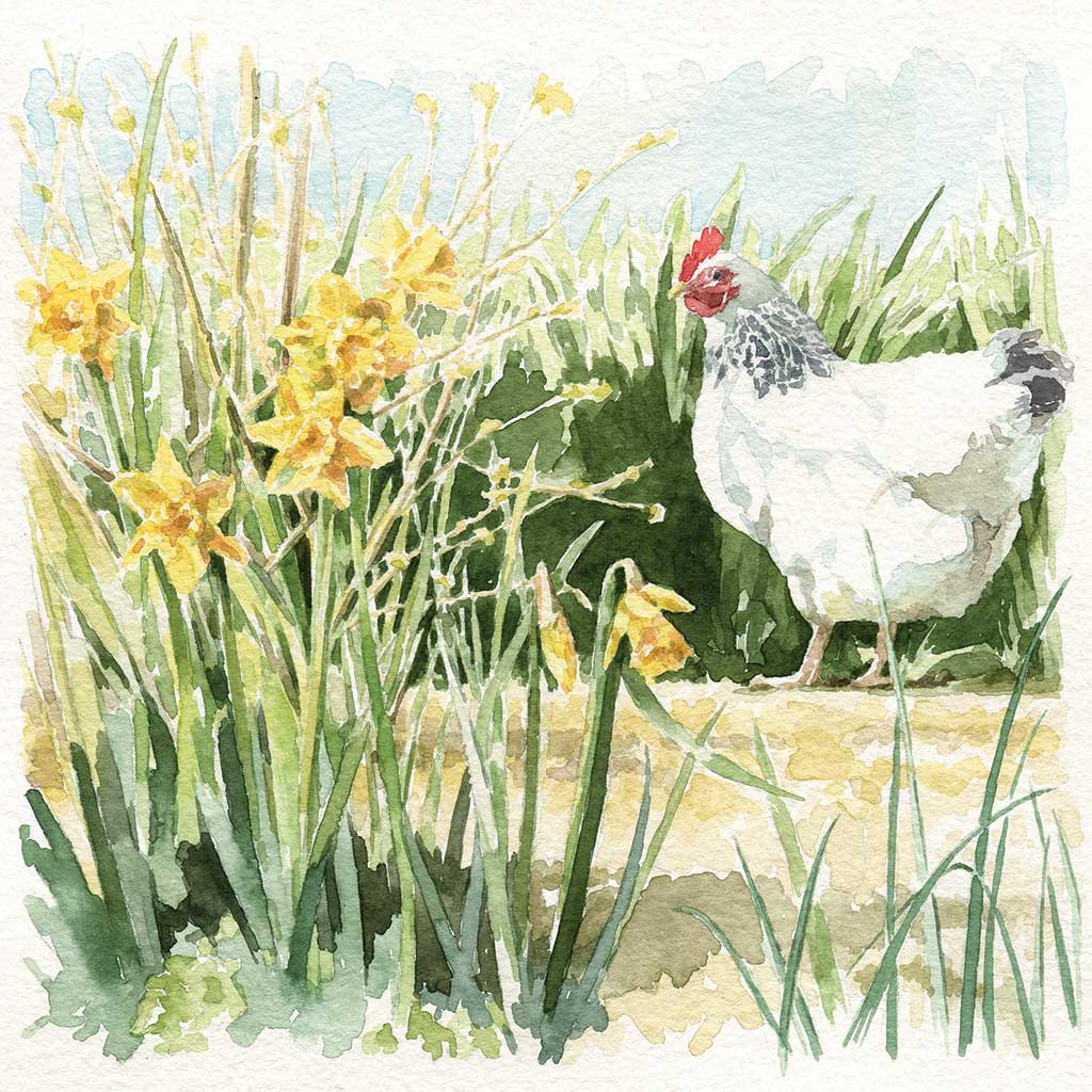 SB002 Chicken Amongst Daffodils