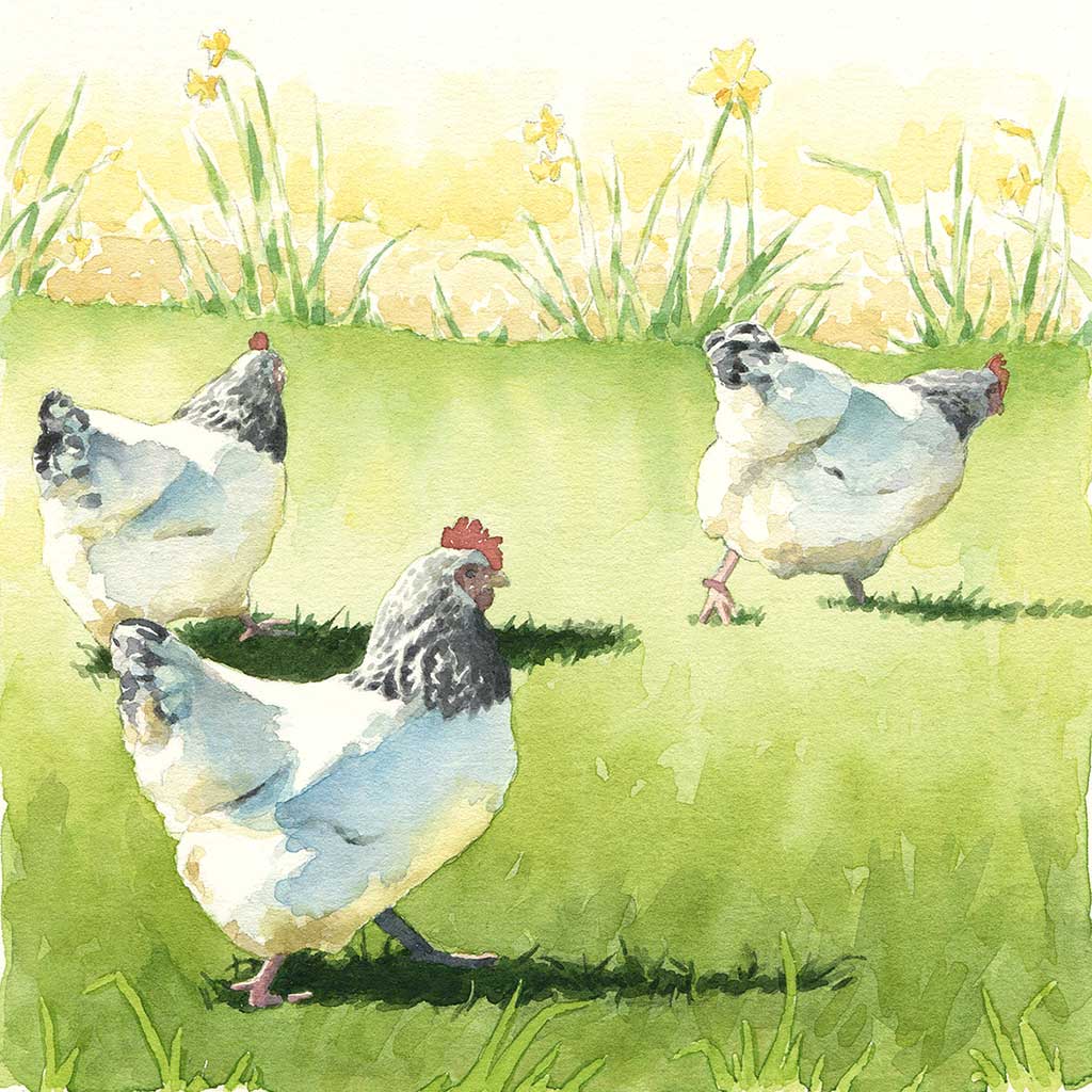 SB003 Chickens in Spring